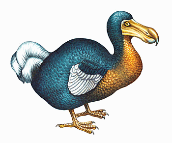 Dodo-bird.gif