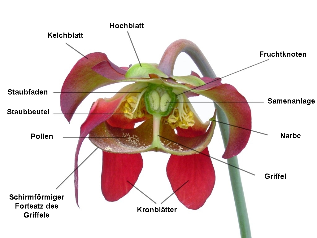 Sarracenia_Bl%C3%BCte_Deutsch.jpg