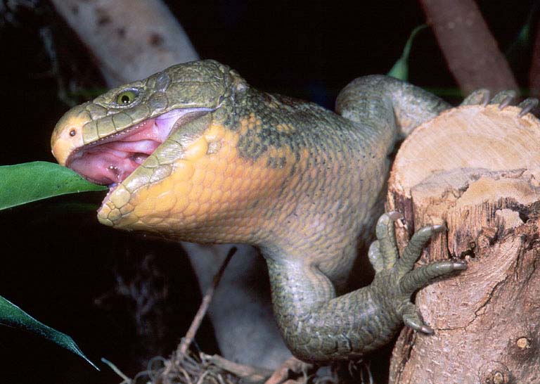 Prehensile-tailed%20skink.jpg