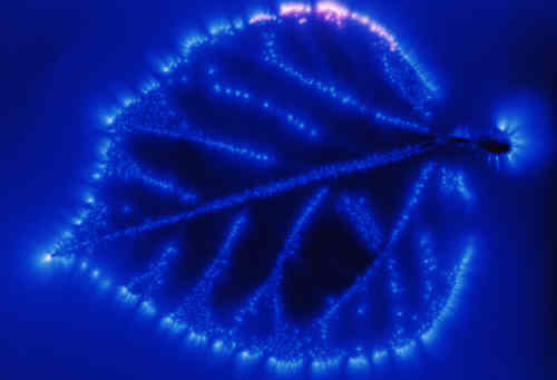 kirlian16.jpg