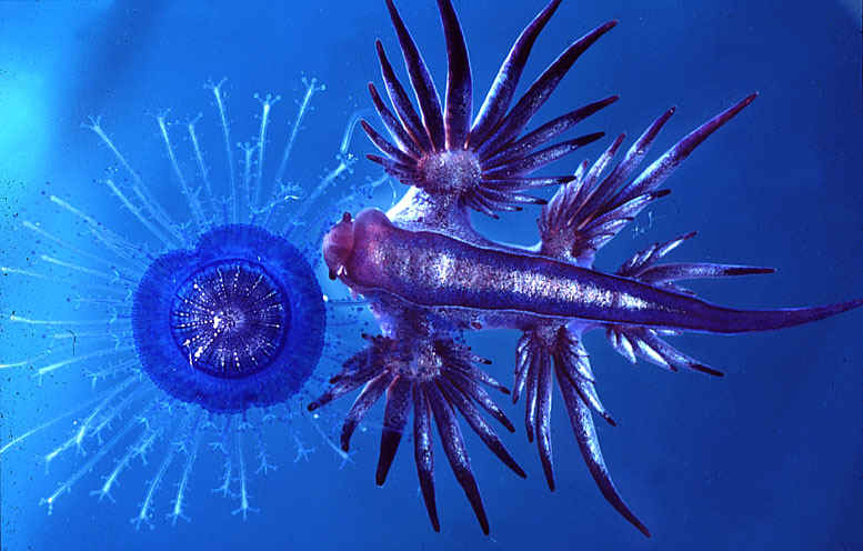 glaucus_eating_velella.JPG