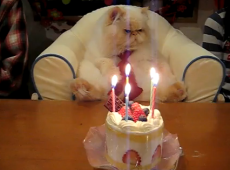 catbirthday.png